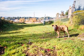 a brown dog standing in the grass near a fence  at The Lodge at Madrona, Tacoma